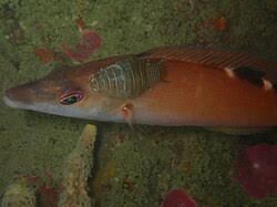 Image result for Labrus mixtus