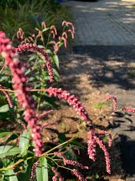 Attēlu rezultāti vaicājumam “Persicaria lapathifolia flower”