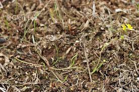 Attēlu rezultāti vaicājumam “Ranunculus flammula leaf”
