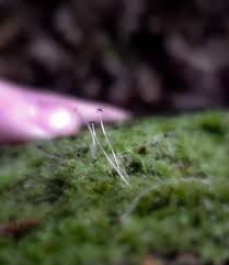 Attēlu rezultāti vaicājumam “Lophocolea heterophylla”