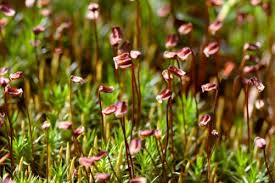 Attēlu rezultāti vaicājumam “Symphytocarpus trechisporus spores”