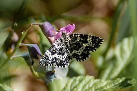 Attēlu rezultāti vaicājumam “Epirrhoe tristata imago”