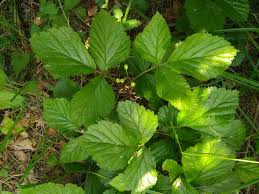 Attēlu rezultāti vaicājumam “Rubus saxatilis leaf”