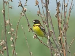 Image result for Emberiza aureola