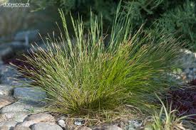 Attēlu rezultāti vaicājumam “Carex davalliana”