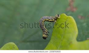 Attēlu rezultāti vaicājumam “Abraxas sylvata larva”