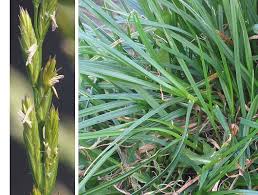 Attēlu rezultāti vaicājumam “Lolium perenne”