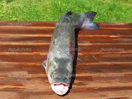 Image result for Aspius aspius