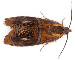 Attēlu rezultāti vaicājumam “Olethreutes arcuella”