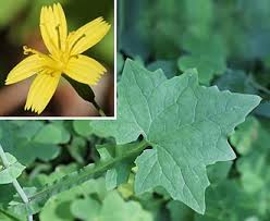 Attēlu rezultāti vaicājumam “Mycelis muralis leaf”