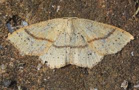 Attēlu rezultāti vaicājumam “Cyclophora punctaria”