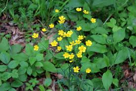 Attēlu rezultāti vaicājumam “Ranunculus acris leaf”