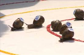 Image result for World Snail Racing Championships
