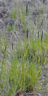 Attēlu rezultāti vaicājumam “Alopecurus pratensis”