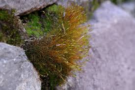 Attēlu rezultāti vaicājumam “Ceratodon purpureus sporophyte”
