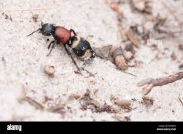 Attēlu rezultāti vaicājumam “Mutilla europaea”