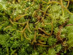 Attēlu rezultāti vaicājumam “Anastrophyllum hellerianum”