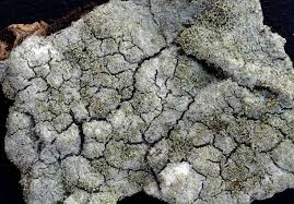 Attēlu rezultāti vaicājumam “Pertusaria coccodes”