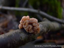 Attēlu rezultāti vaicājumam “Macrotyphula fistulosa”