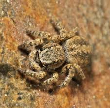 Attēlu rezultāti vaicājumam “Aelurillus v-insignitus”