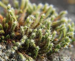 Attēlu rezultāti vaicājumam “Hedwigia ciliata sporophyte”