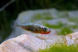 Attēlu rezultāti vaicājumam “Gasterosteus aculeatus”