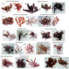 Attēlu rezultāti vaicājumam “Rhodophyta”