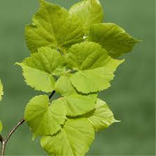 Attēlu rezultāti vaicājumam “Tilia platyphyllos subsp. cordifolia leaf”