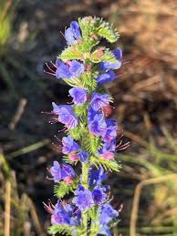 Attēlu rezultāti vaicājumam “Echium vulgare”