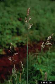 Attēlu rezultāti vaicājumam “Holcus lanatus  fruit”