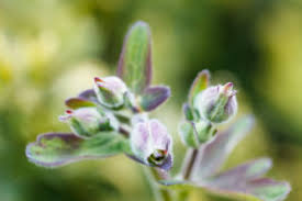 Attēlu rezultāti vaicājumam “Aquilegia vulgaris bud”