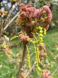 Attēlu rezultāti vaicājumam “Betula humilis male flower”