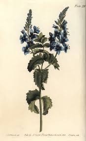 Image result for Veronica chamaedrys