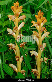 Attēlu rezultāti vaicājumam “Orobanche reticulata”