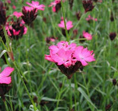 Image result for Dianthus carthusianorum