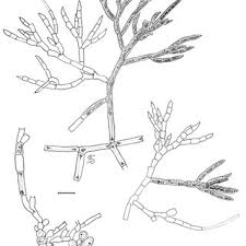 Attēlu rezultāti vaicājumam “Chaetophora pisiformis”