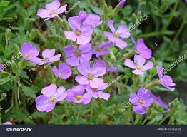 Attēlu rezultāti vaicājumam “Aubrieta deltoidea flower”