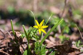 Attēlu rezultāti vaicājumam “Gagea pratensis flower”