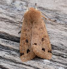 Attēlu rezultāti vaicājumam “Orthosia munda”