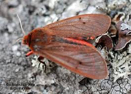 Attēlu rezultāti vaicājumam “Phragmatobia fuliginosa imago”