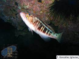 Image result for Serranus atricauda