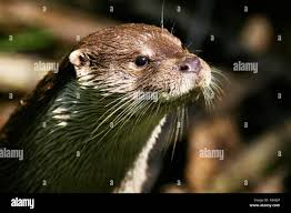 Attēlu rezultāti vaicājumam “Lutra lutra”