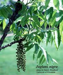 Attēlu rezultāti vaicājumam “Juglans”