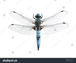 Attēlu rezultāti vaicājumam “Libellula fulva male”