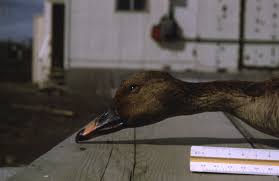 Attēlu rezultāti vaicājumam “Anser serrirostris”