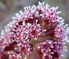 Image result for Petasites officinalis