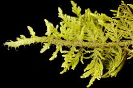 Attēlu rezultāti vaicājumam “Thuidium recognitum”