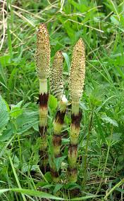 Attēlu rezultāti vaicājumam “Equisetum telmateia”