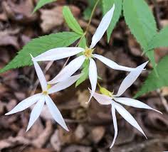 Attēlu rezultāti vaicājumam “Gillenia trifoliata flower”