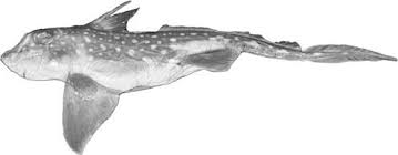 Image result for Hydrolagus colliei